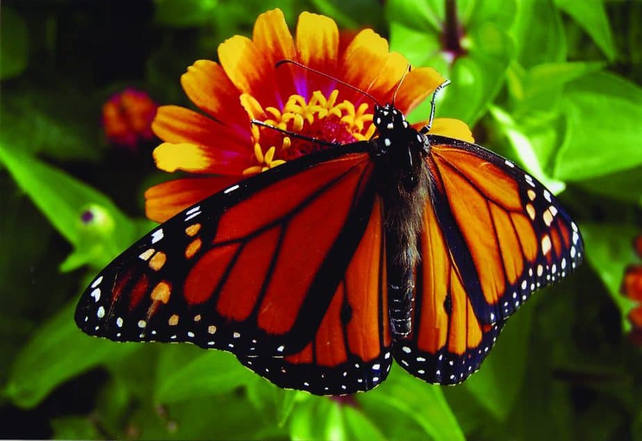 Monarch Butterfly Botanica