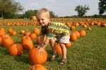 Pumpkin patches and corn mazes in or near Wichita, KS