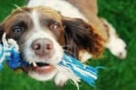 FREE pet adoptions for people 55 plus