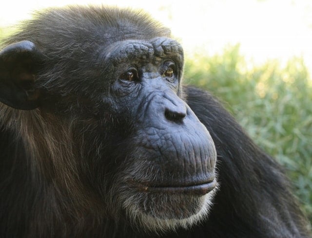 Cheap admission to the Sedgwick County Zoo - Winter Wednesdays