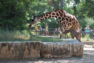 Mother giraffe and baby at Sedgwick County Zoo
