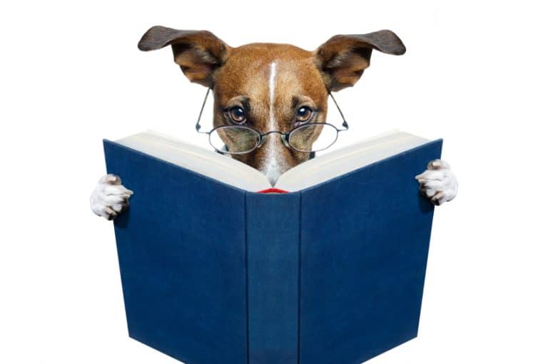 dog read story glasses smart pets book