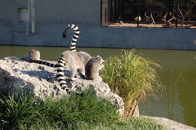 Lemurs on a rock