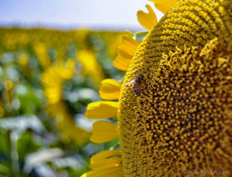 Kansas Sunflower
