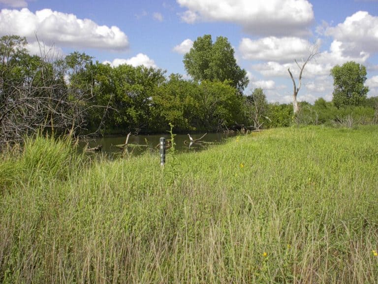 white bird at Chisholm Creek Park