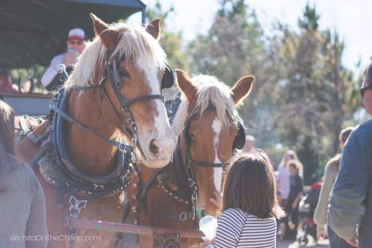Horse Drawn Carriage Rides Near Me Experience