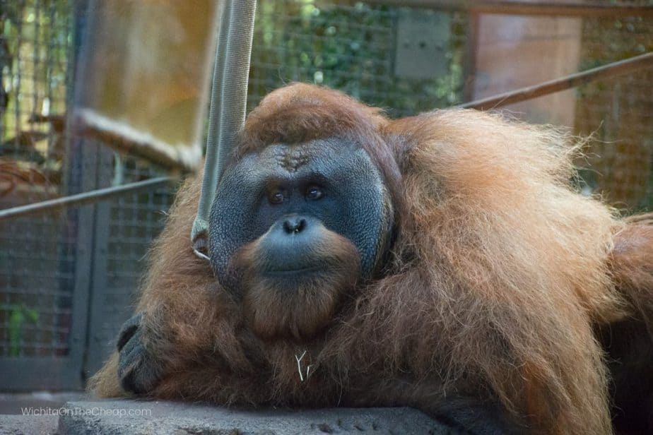 primate at sedgwick county zoo