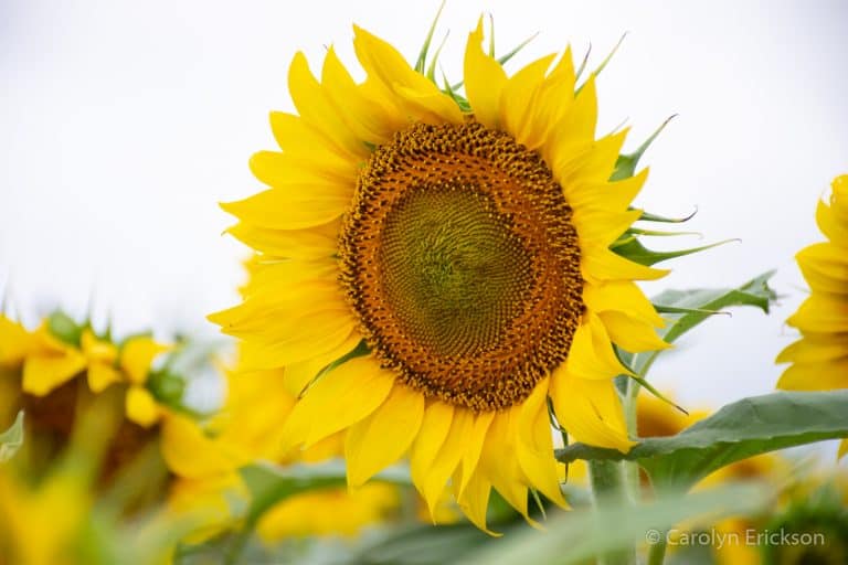 Klausmeyer Farm sunflower