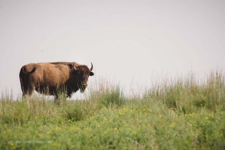 Bison seen from the road at Maxwell Wildlife Refuge Canton Kansas