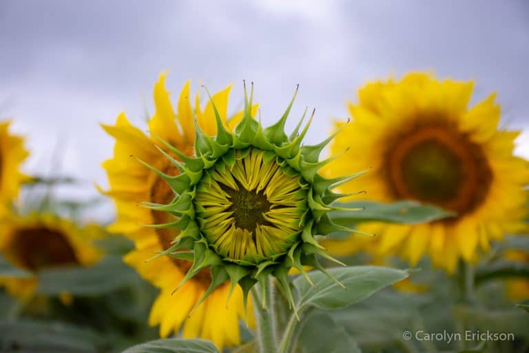 Sunflower fields near Wichita, KS Where can you see sunflowers in bloom?