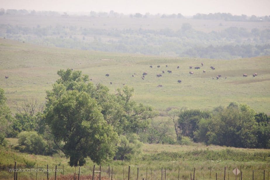 Bison grazing in the distance - view from the observation tower at the Maxwell Wildlife Refuge near Canton, KS