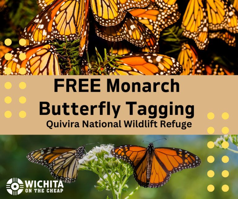 Monarch Butterfly Tagging