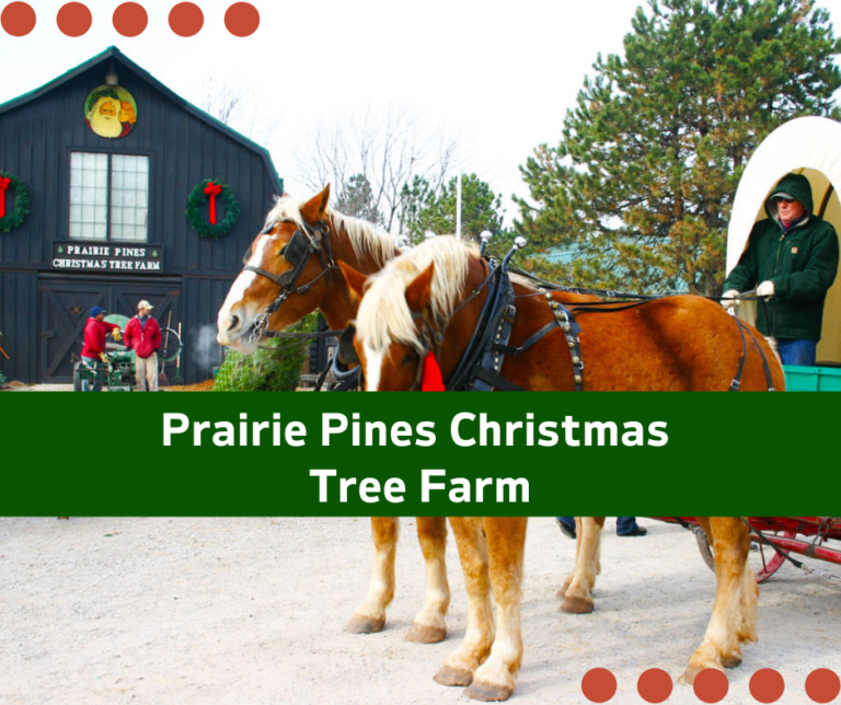 Prairie-Pines-Christmas-Tree-Farm-