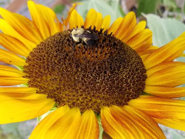 Pollinator Party at the Kansas State Fair grounds June 2020