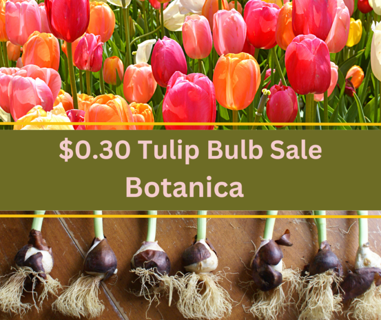 Tulip Sale