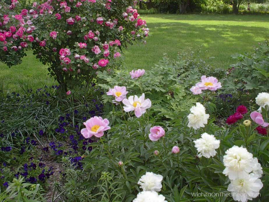 Roses in bloom at Wichita's Botanica (2004)