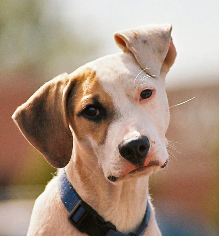 cute dog with one ear raised