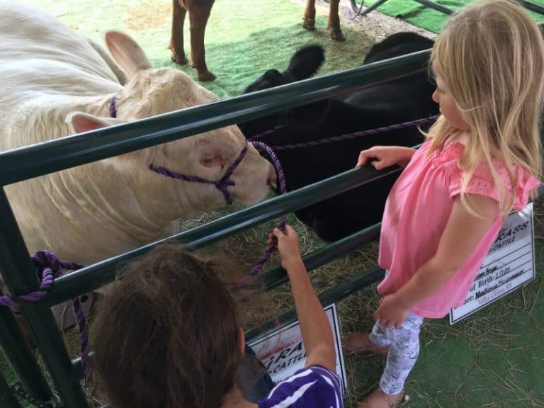 Kids and cattle at the Farms Forks and 4-H Festival in Wichita KS