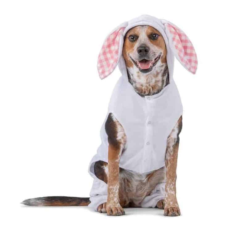 Free pet photo with the easter bunny at petsmart