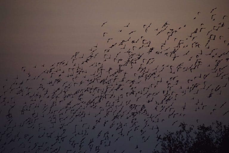 walk-and-fly-wichita
